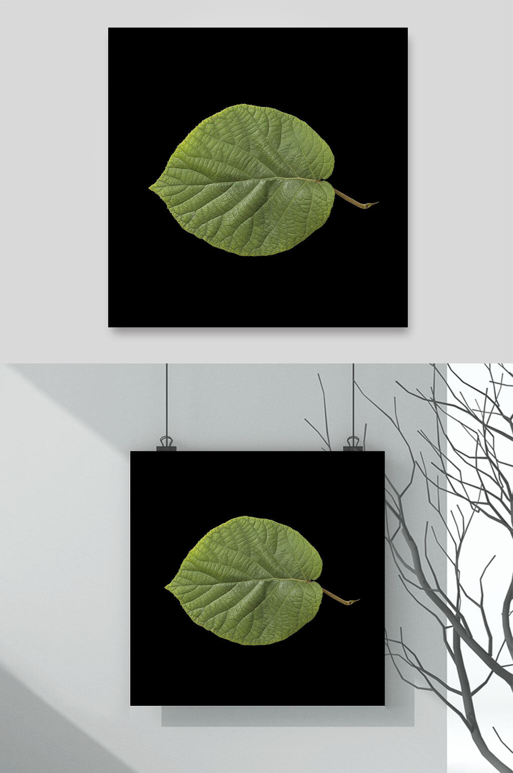 叶子花瓣植物素材素材