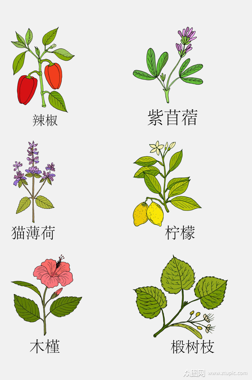 手绘线描中草药草本植物免抠素材