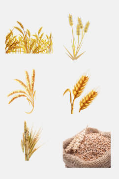 植物稻谷水稻免抠元素