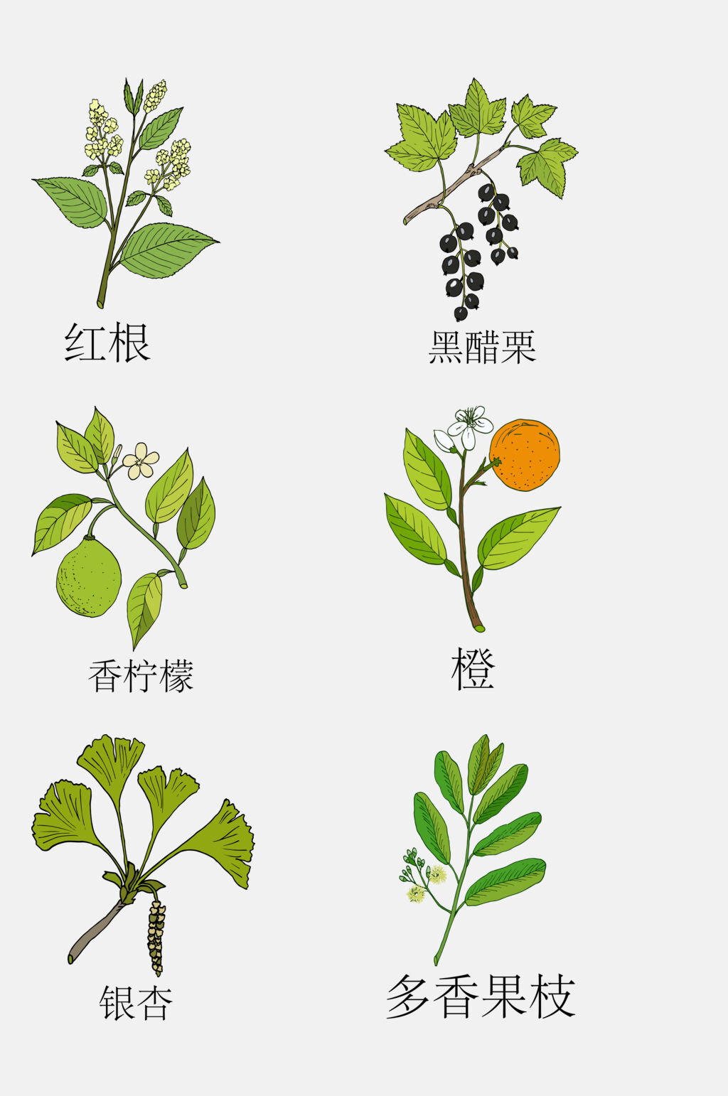 手绘线描中草药草本植物免抠素材素材