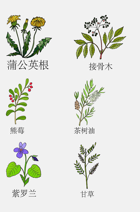 手绘线描中草药草本植物免抠素材