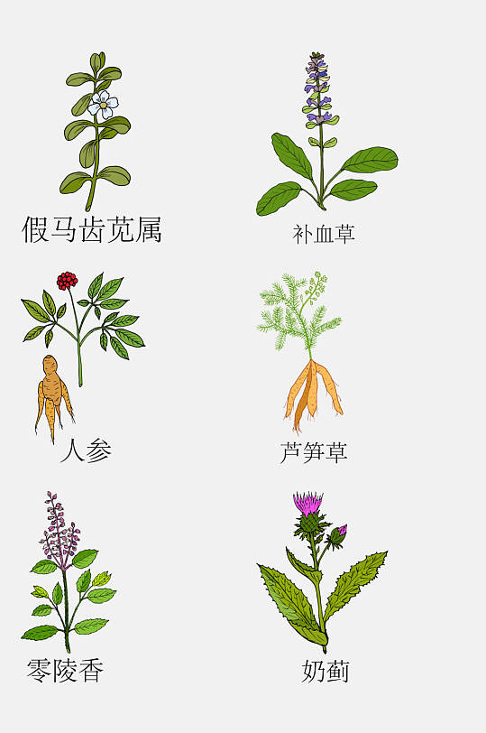 手绘线描中草药草本植物免抠素材