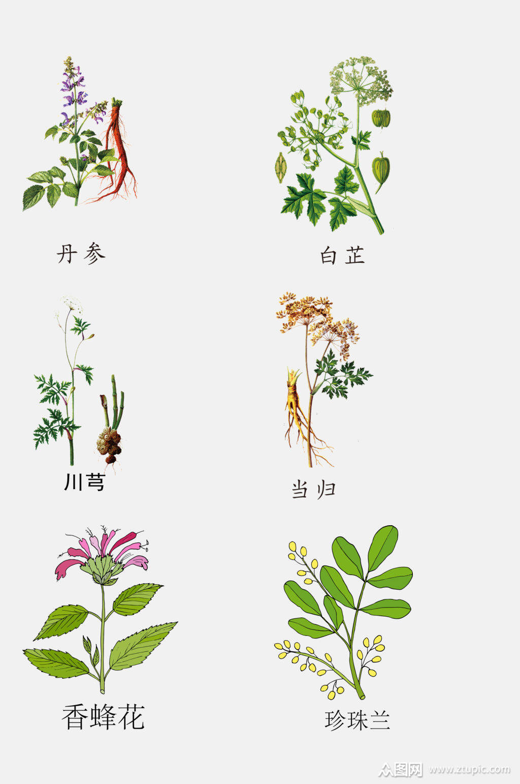 水彩手绘线描中草药草本植物免抠素材素材