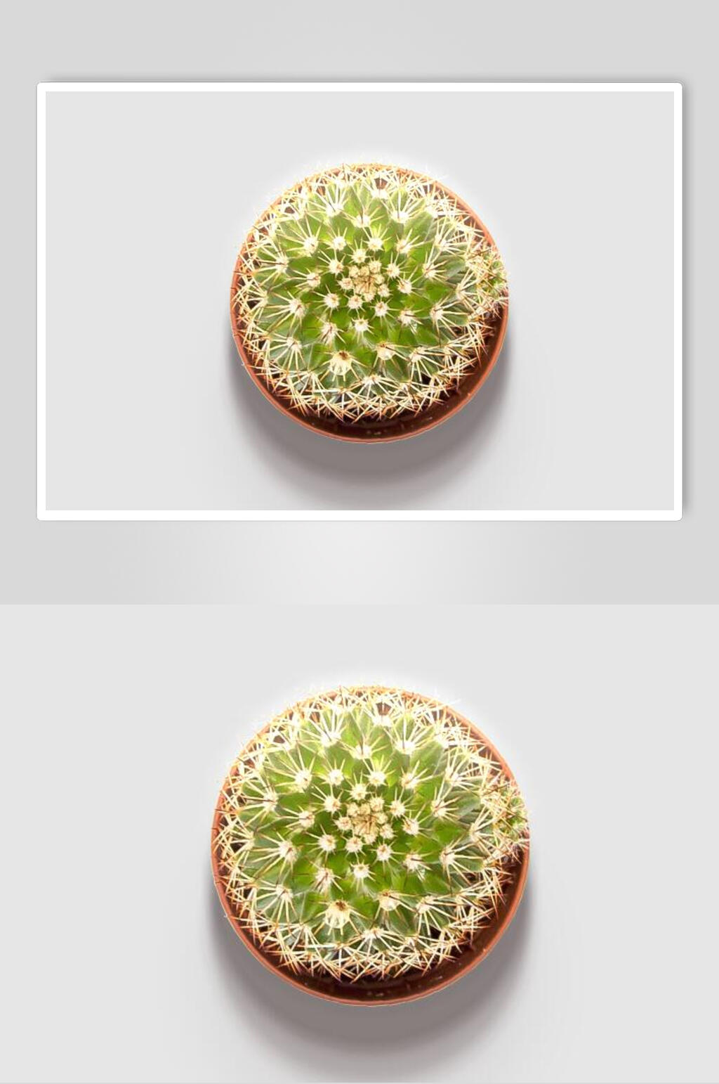 仙人掌手绘工具素材素材