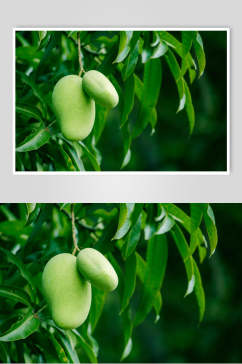 清新生木瓜水果食品高清图片