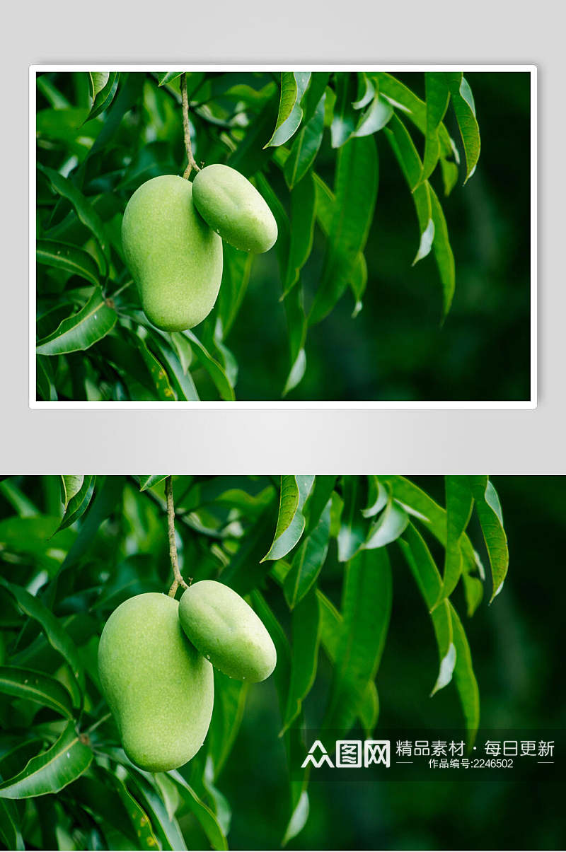 清新生木瓜水果食品高清图片素材