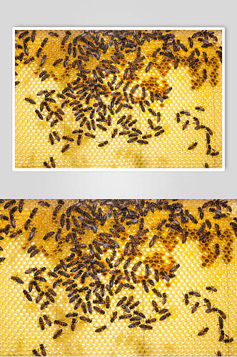 金色蜜蜂蜂蜜采蜜高清图片