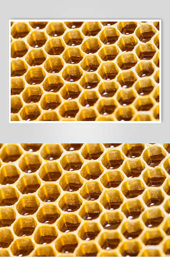 金色蜜蜂蜂蜜采蜜高清图片