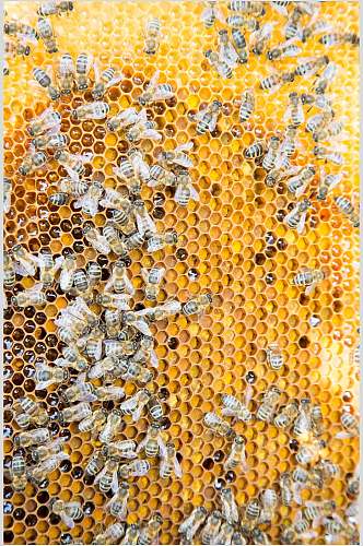 蜂窝蜜蜂蜂蜜采蜜高清图片