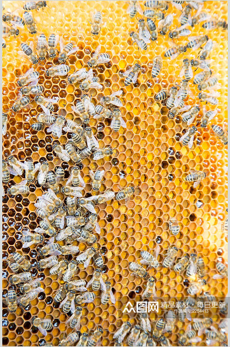 蜂窝蜜蜂蜂蜜采蜜高清图片素材