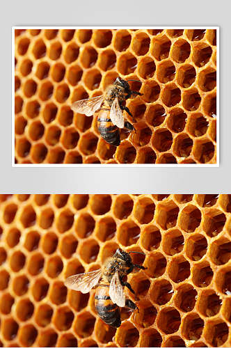 蜂窝状蜜蜂蜂蜜采蜜高清图片