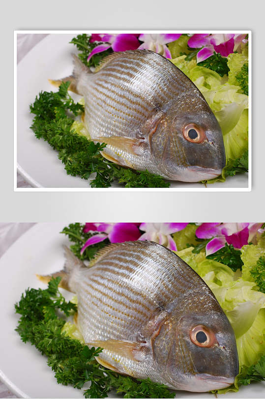海立鱼食物摄影图片