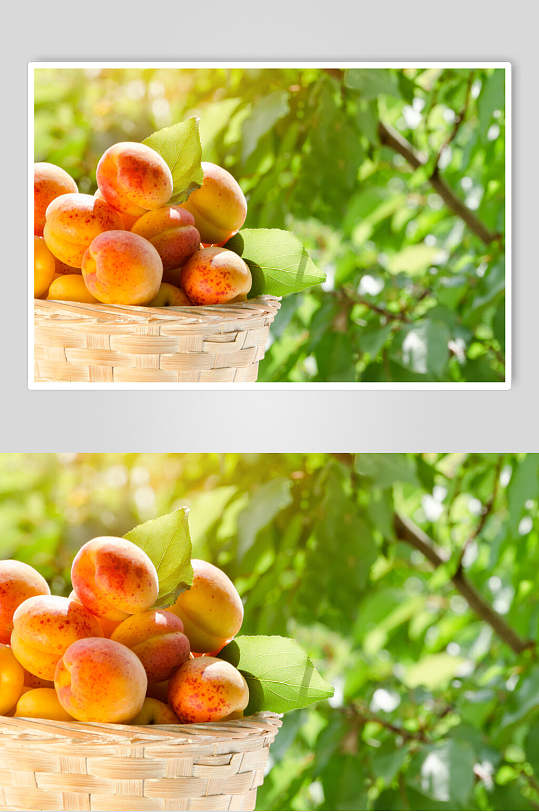 桃树桃子水果食物摄影图片
