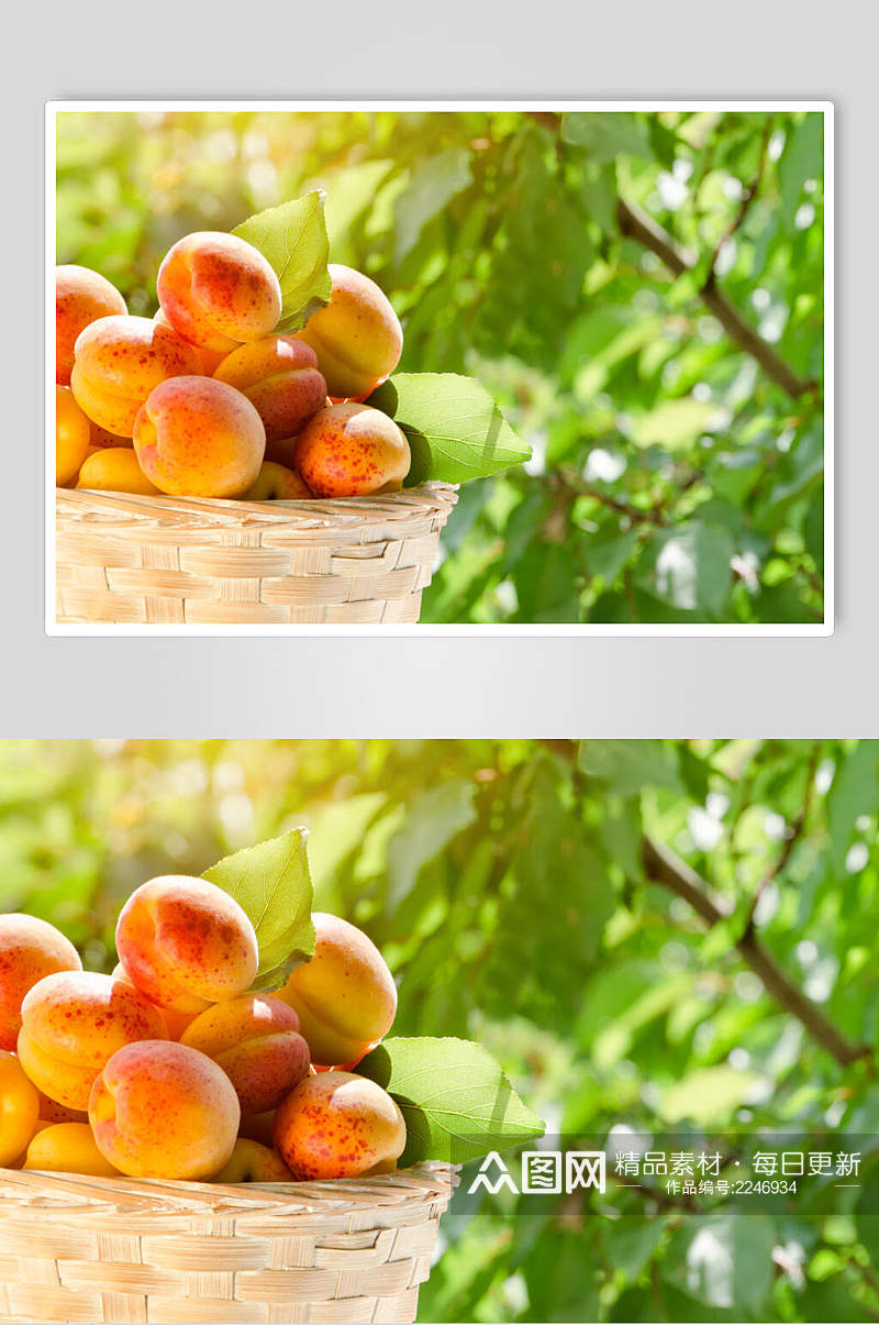桃树桃子水果食物摄影图片素材