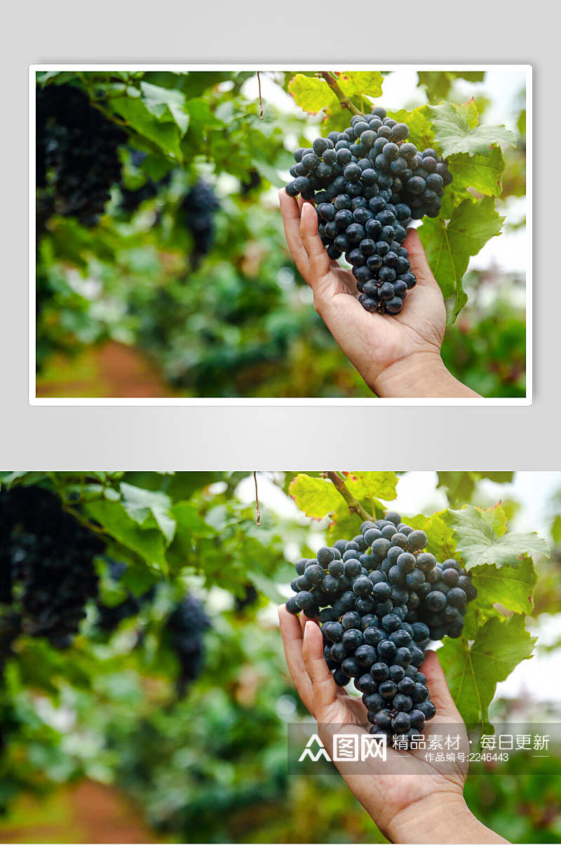 清新葡萄水果食品高清图片素材