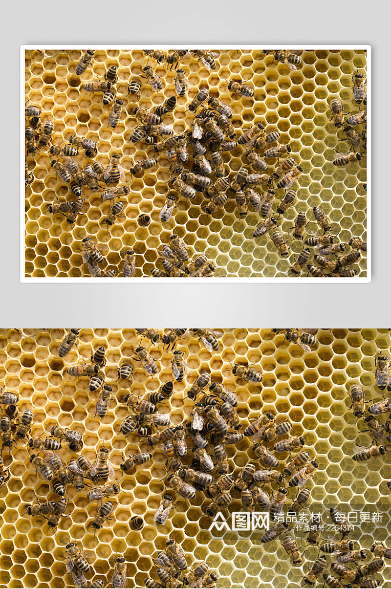 密密麻麻蜜蜂蜂蜜采蜜摄影图片素材