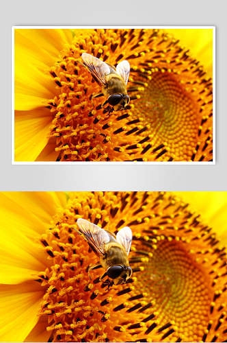 花蕊蜜蜂蜂蜜采蜜摄影图片
