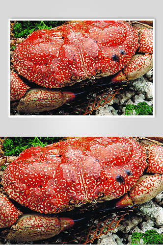 皇帝蟹食物摄影图片