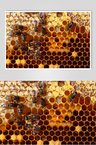 甜蜜蜜蜂蜂蜜采蜜高清图片
