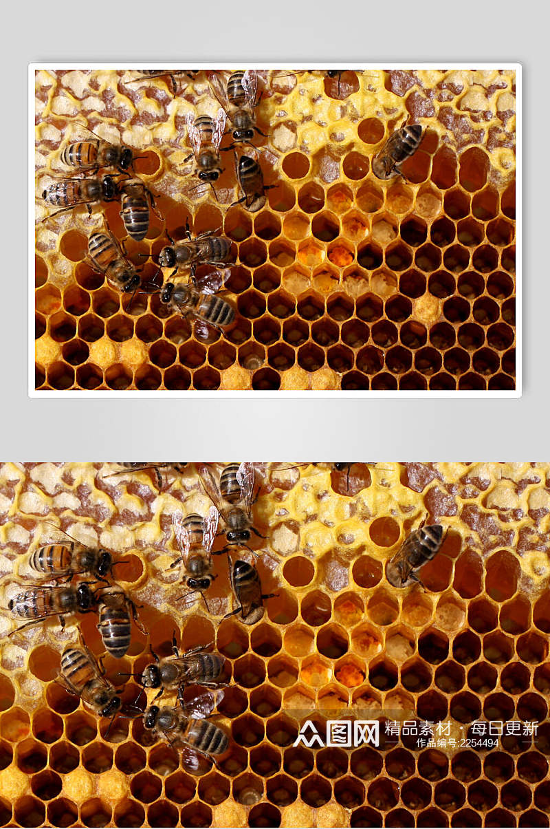 甜蜜蜜蜂蜂蜜采蜜高清图片素材
