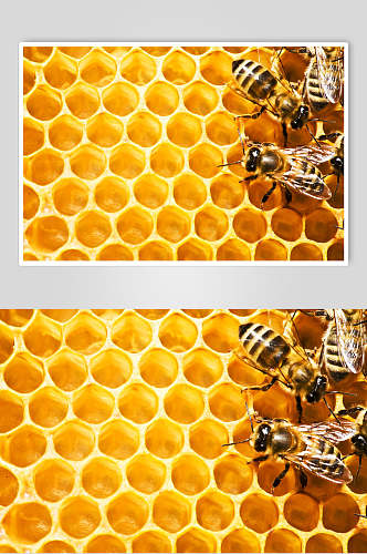 计划书蜜蜂蜂蜜采蜜摄影图片