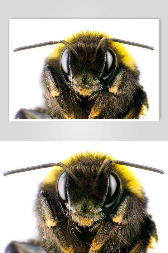 白底蜜蜂蜂蜜采蜜高清特写图片