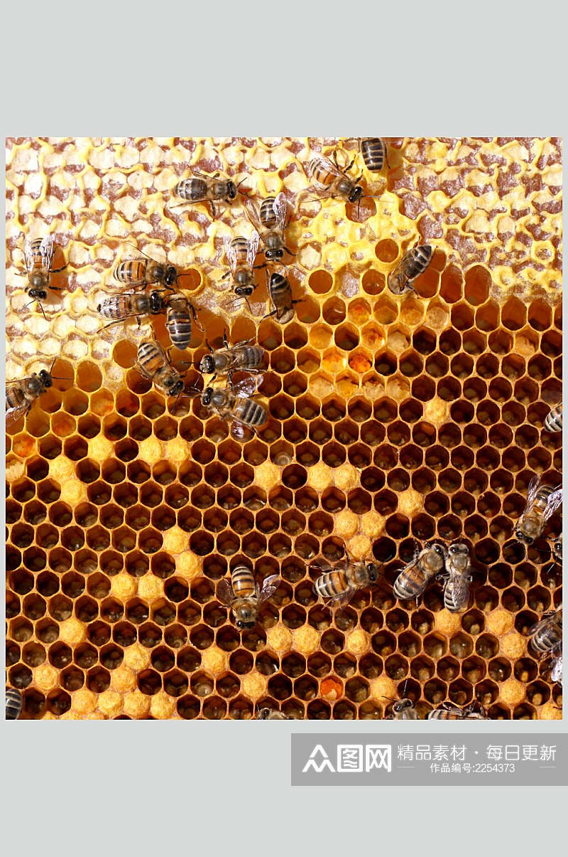 蜜蜂蜂蜜采蜜摄影图片素材