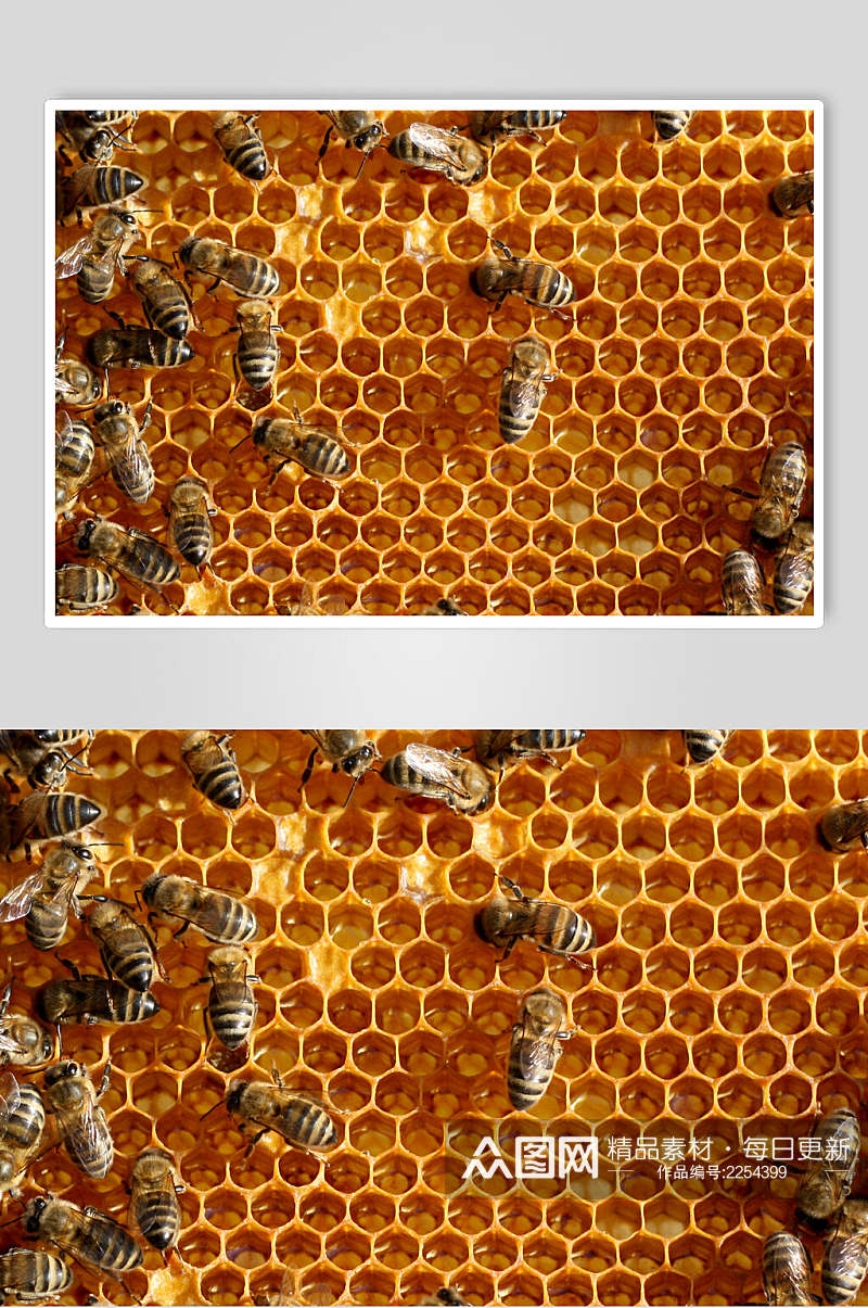 金色蜂窝蜜蜂蜂蜜采蜜高清图片素材