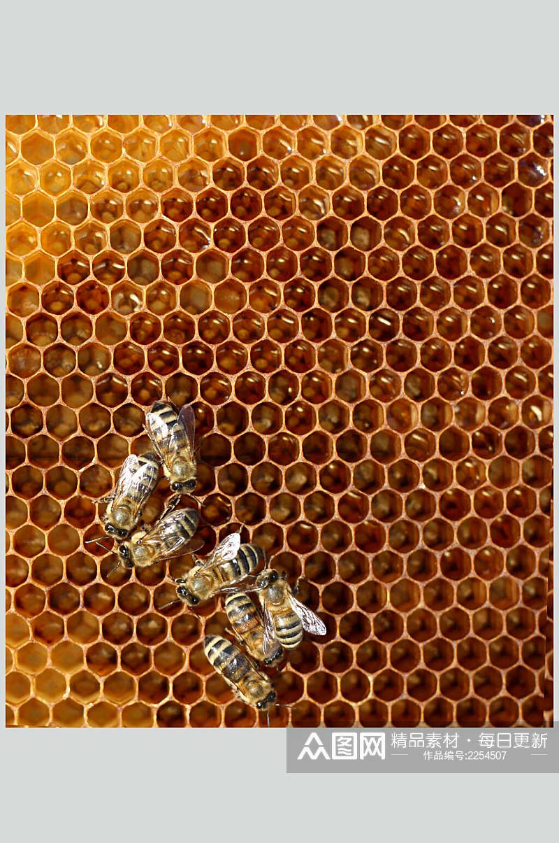蜂窝蜜蜂蜂蜜采蜜高清图片素材
