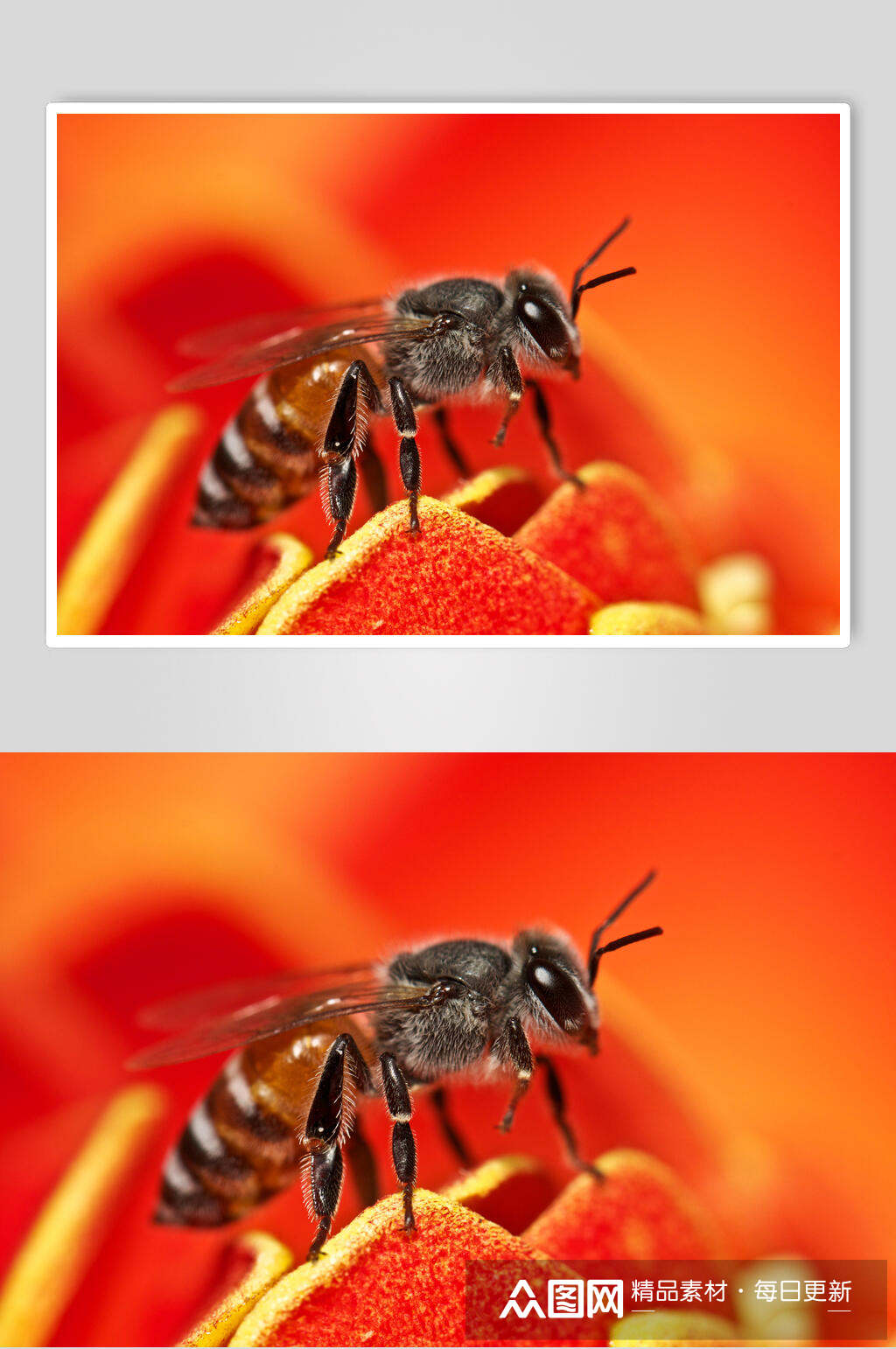 红色蜜蜂蜂蜜采蜜摄影图片素材