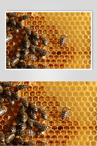创意蜜蜂蜂蜜采蜜高清图片