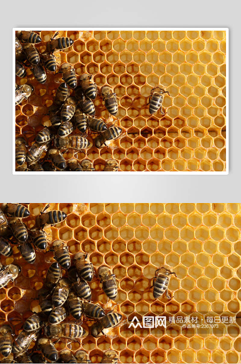 创意蜜蜂蜂蜜采蜜高清图片素材