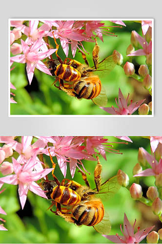 粉色花卉蜜蜂蜂蜜采蜜高清图片