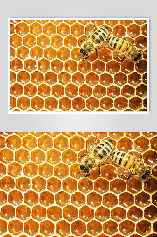 多边形蜂窝蜜蜂蜂蜜采蜜高清图片