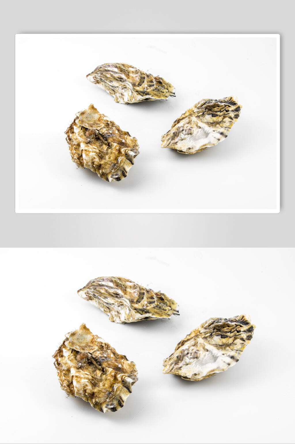 新鲜美味生蚝海鲜摄影图素材