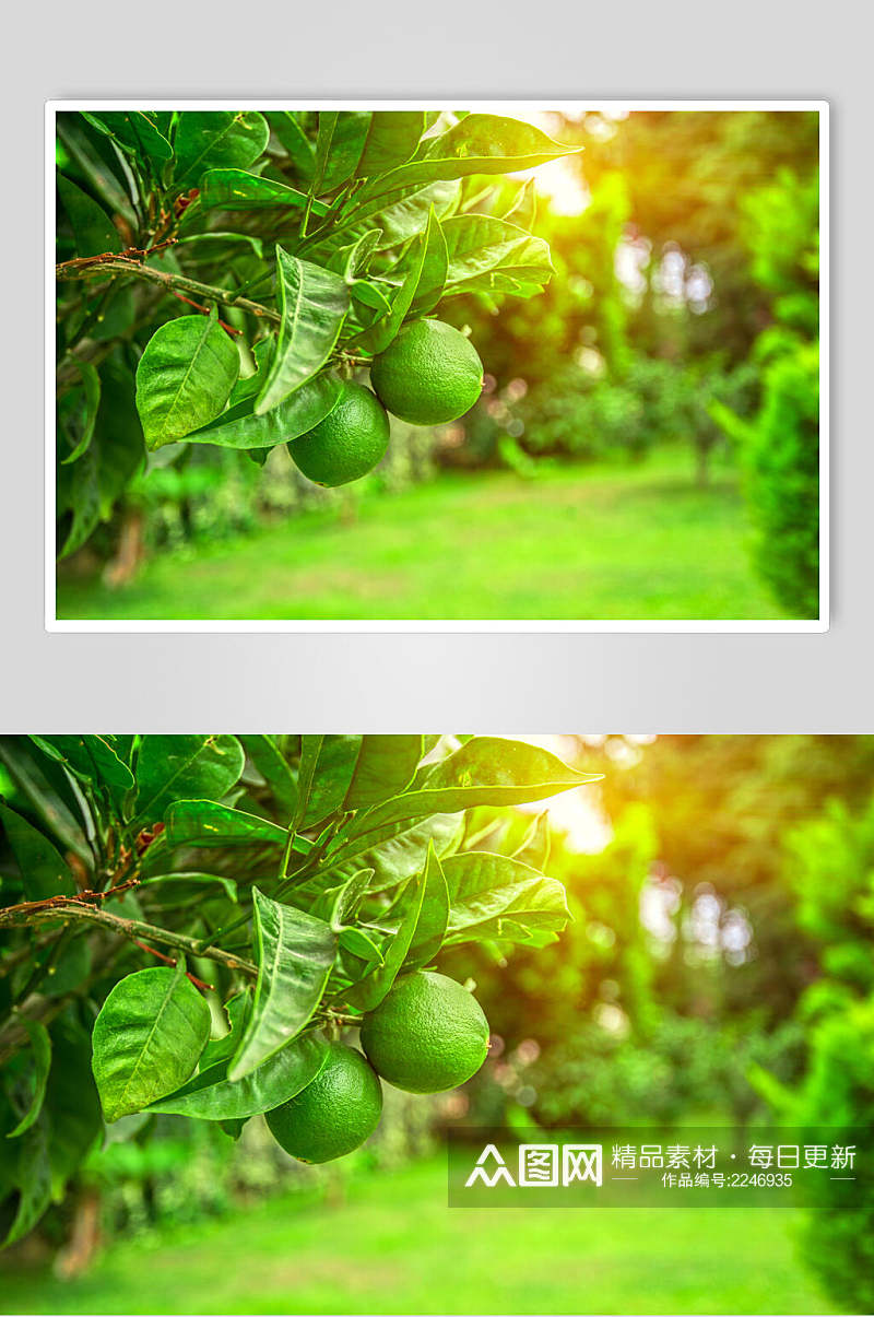 李子园水果食物摄影图片素材