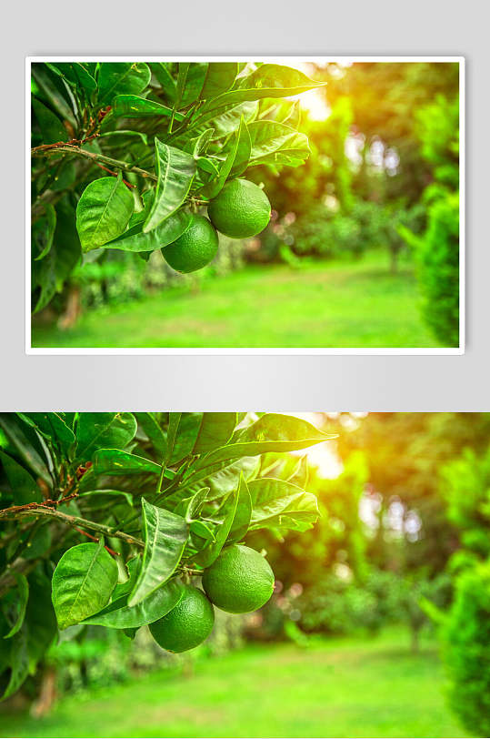 李子园水果食物摄影图片