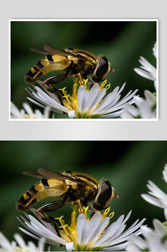 清新时尚蜜蜂蜂蜜采蜜高清图片