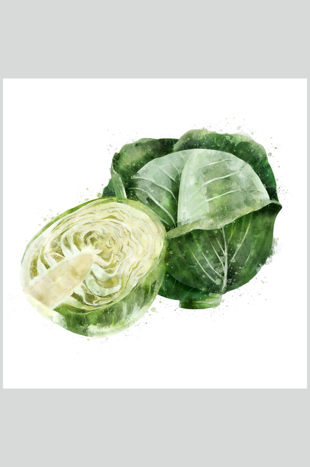 包菜蔬果食品图片素材