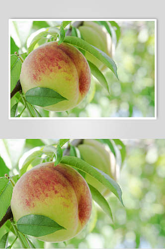 清新桃子水果高清图片