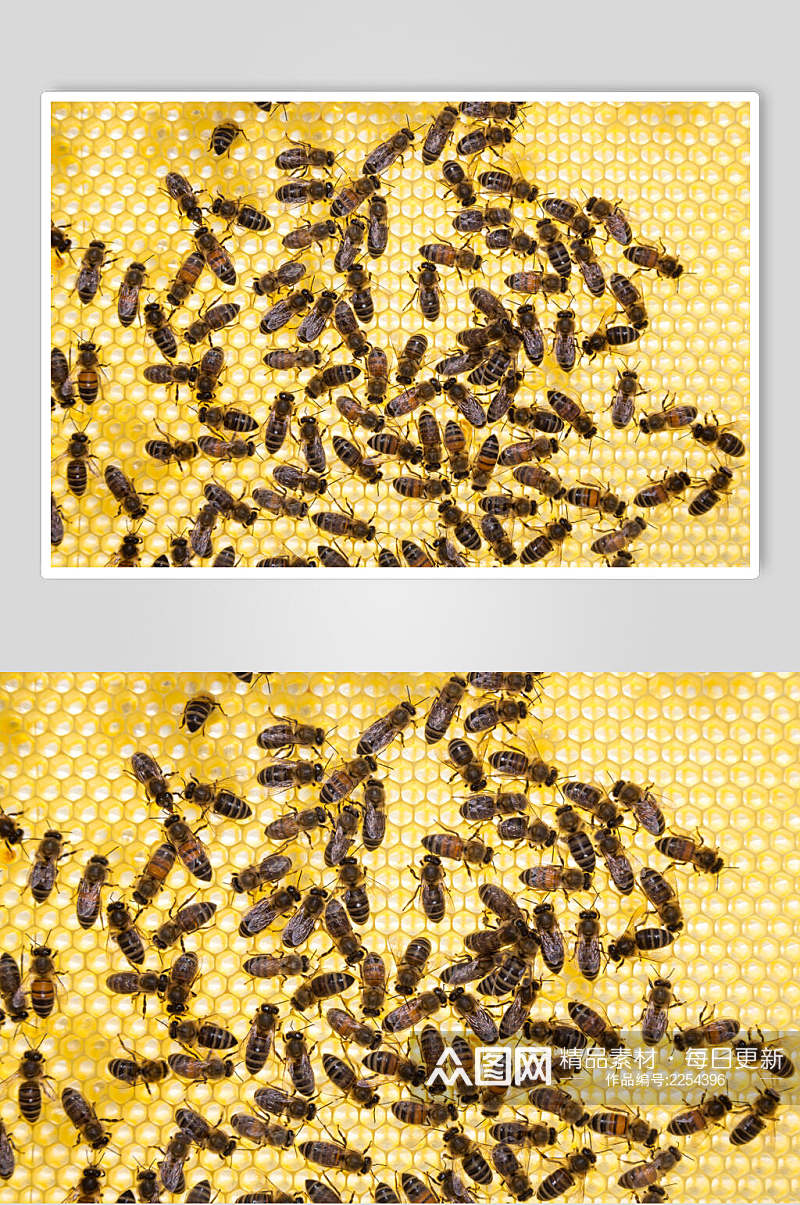 蜜蜂蜂蜜采蜜高清图片素材