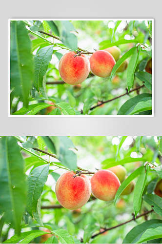 清新桃子水果摄影图片