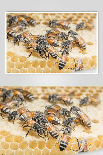 蜂窝蜜蜂蜂蜜采蜜摄影图片
