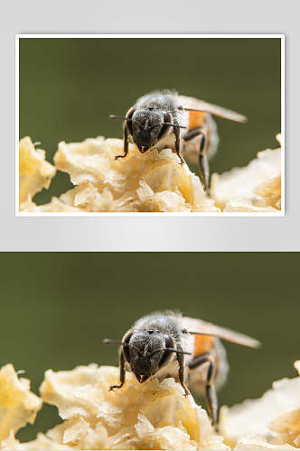 白色花卉蜜蜂蜂蜜采蜜高清图片