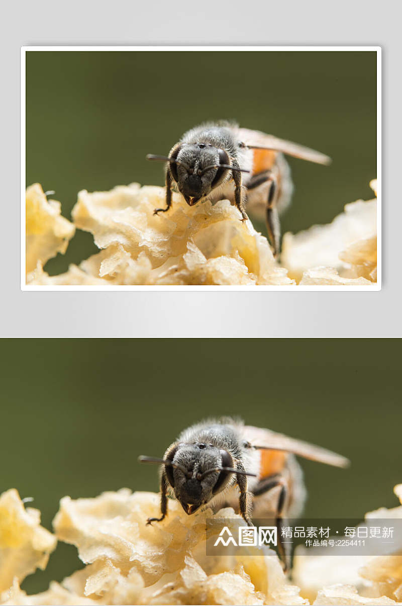 白色花卉蜜蜂蜂蜜采蜜高清图片素材