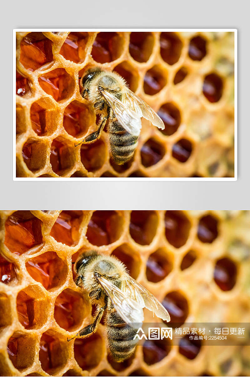 蜂窝状蜜蜂蜂蜜采蜜高清图片素材