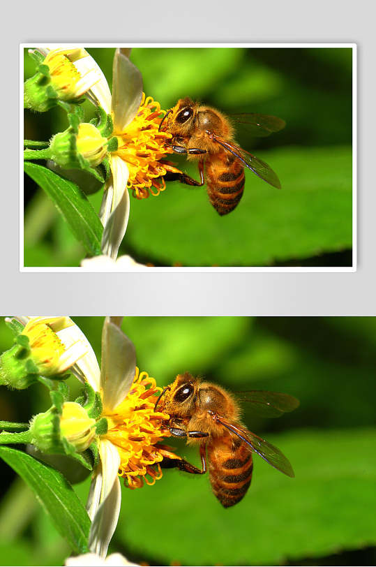 清新绿色花卉蜜蜂蜂蜜采蜜摄影图片
