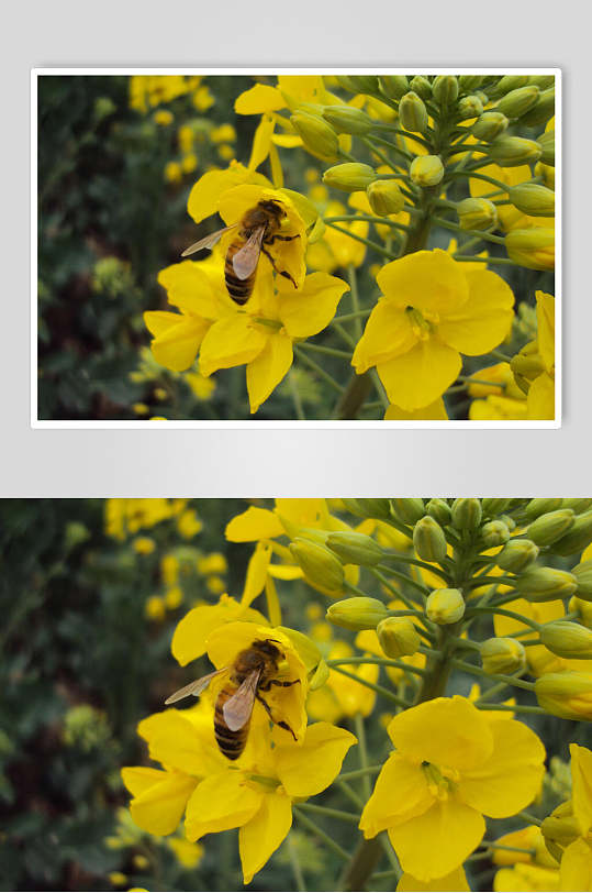清新油菜花蜜蜂蜂蜜采蜜高清图片 植物摄影图