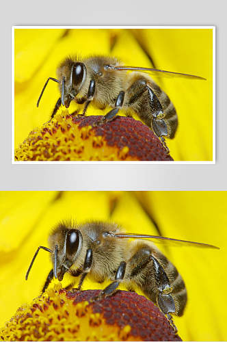 花卉蜜蜂蜂蜜采蜜摄影图片