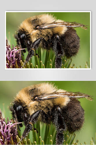 花卉蜜蜂蜂蜜采蜜高清图片